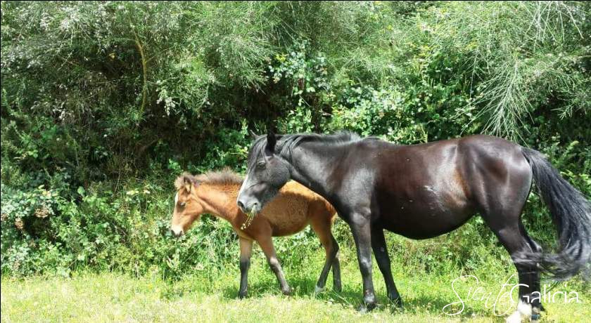 a lonquexa caballos